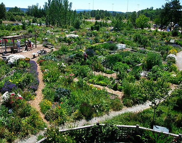 urban permaculture